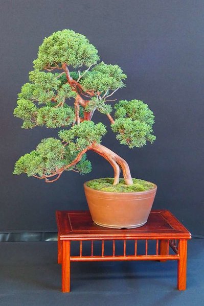 Baum26.jpg