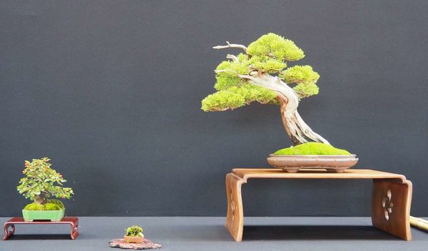 Baum27.jpg