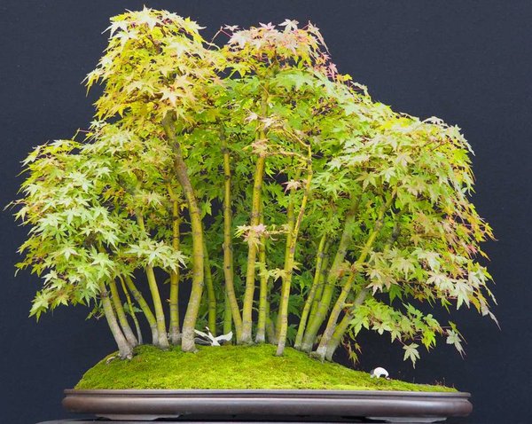 Baum30.jpg
