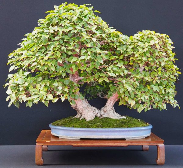 Baum35.jpg
