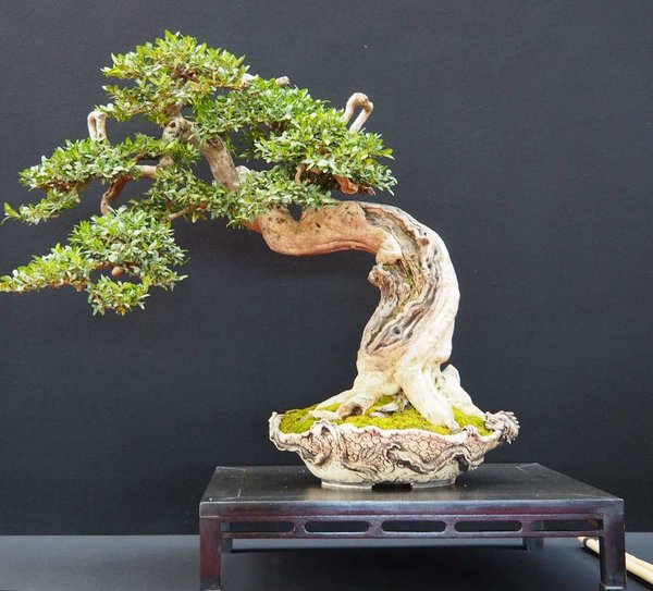 Baum38.jpg