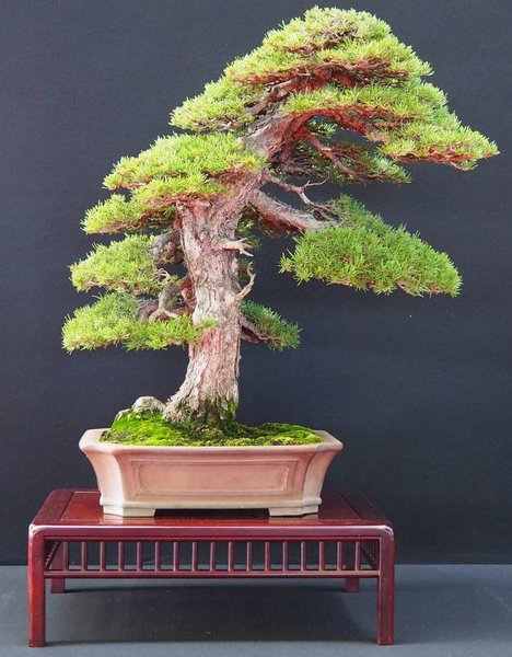 Baum39.jpg