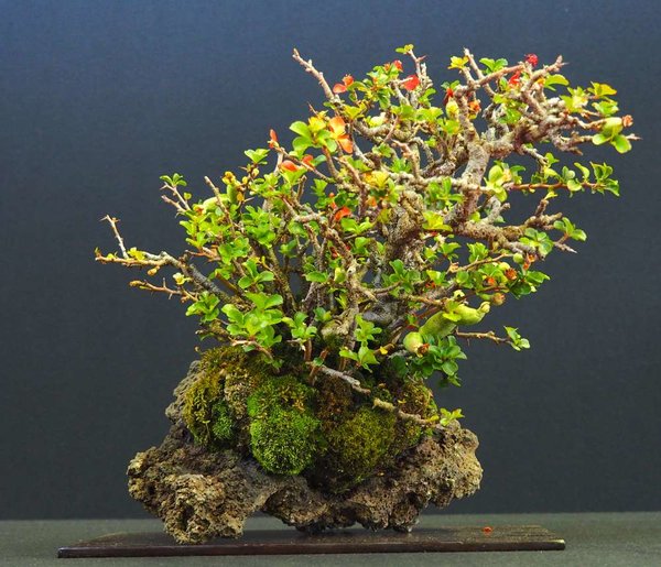 Baum45.jpg