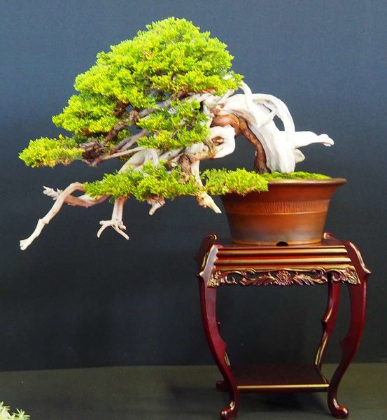 Baum46.jpg