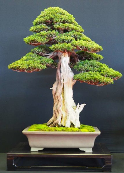 Baum47.jpg