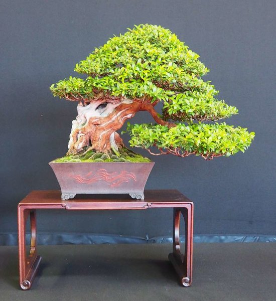 Baum50.jpg