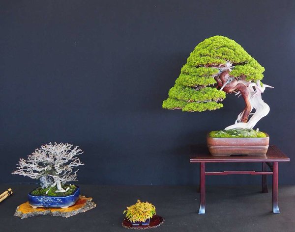 Baum52.jpg