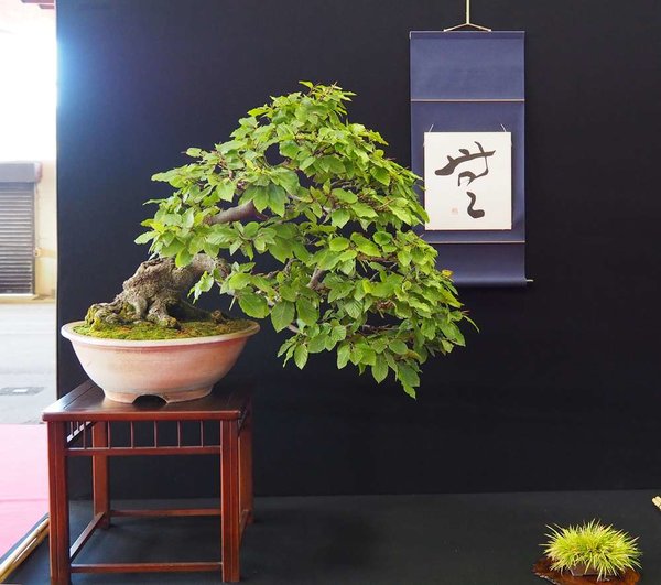 Baum53.jpg
