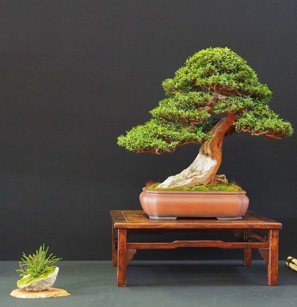 Baum54.jpg