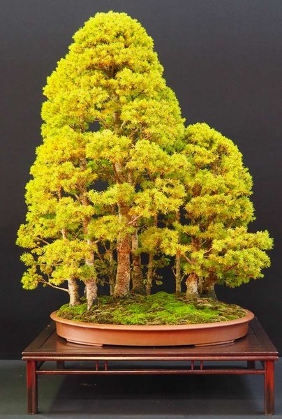 Wer meint Zuckerhutfichten gehen als Bonsai nicht. Hier der Gegenbeweis