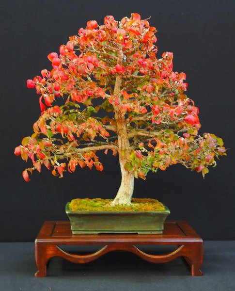 Baum56.jpg