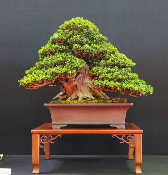 Baum58.jpg