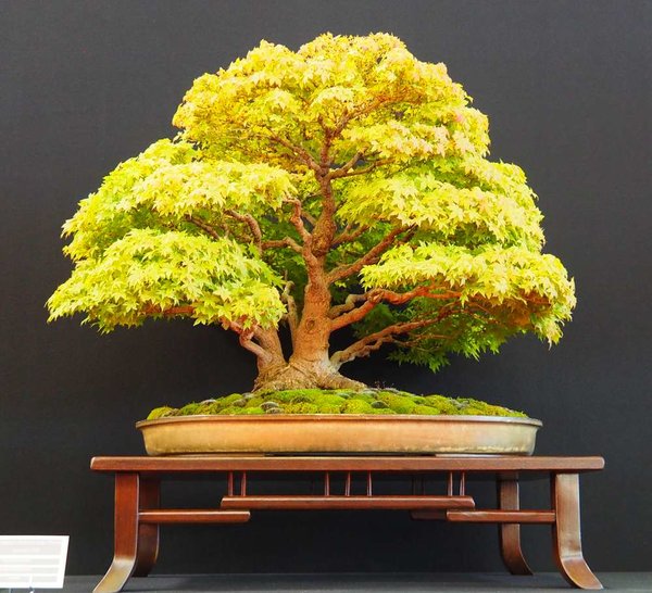 Baum59.jpg