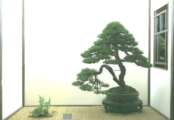Baum61.jpg