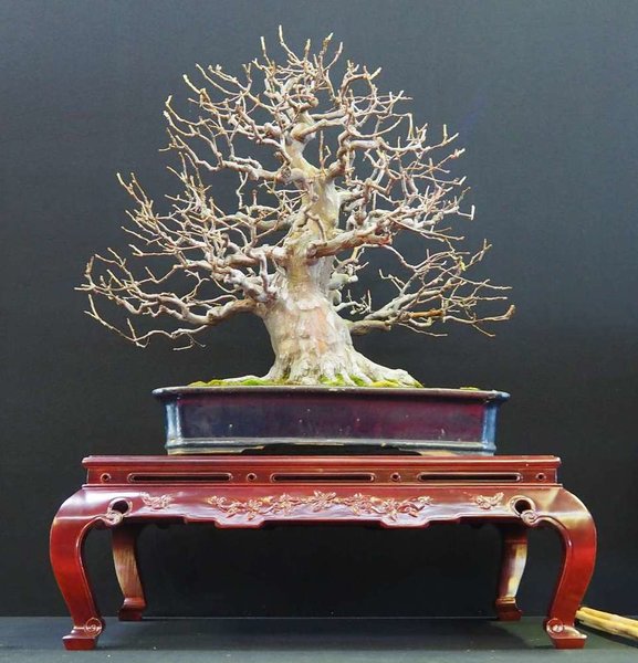 Diese Quitte war der Hammer. Baum-Schale-Kombi und insgesamt für mich der beste Laubbaum der Ausstellung