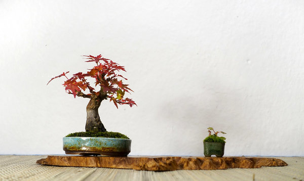 AcerPalm1_2016-07small.jpg