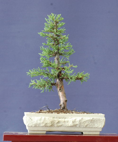 Sequoia1016C.jpg