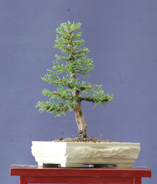 Sequoia1016D.jpg