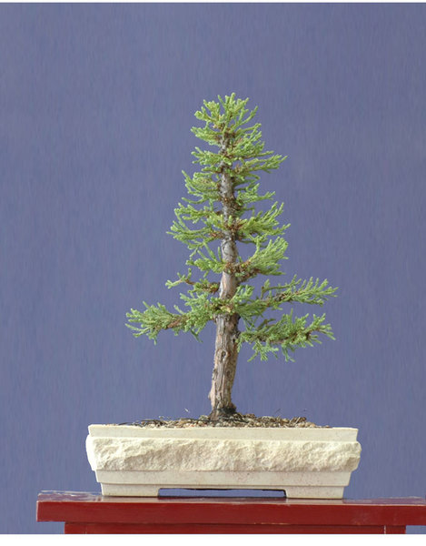 Baum virtuel aufgerichtet