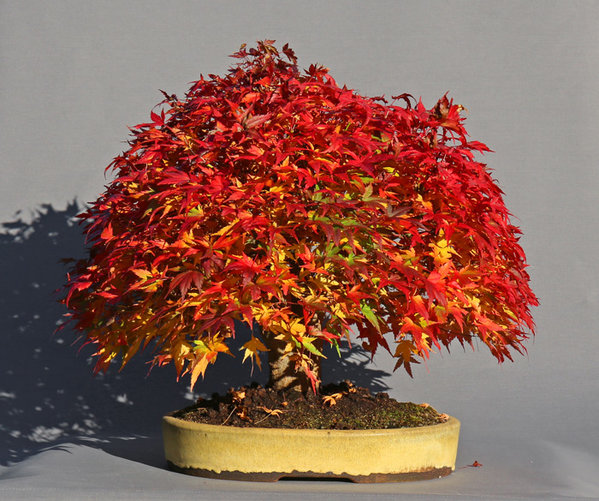 palmatum12016.jpg