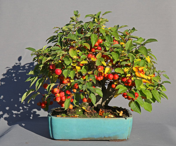 apfel2016.jpg