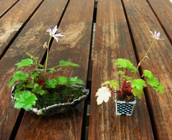 Shitakusa_Saxifraga_1000x1000_210KB.jpg