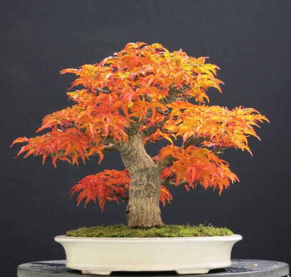 Shishigashira Herbst 2016.JPG