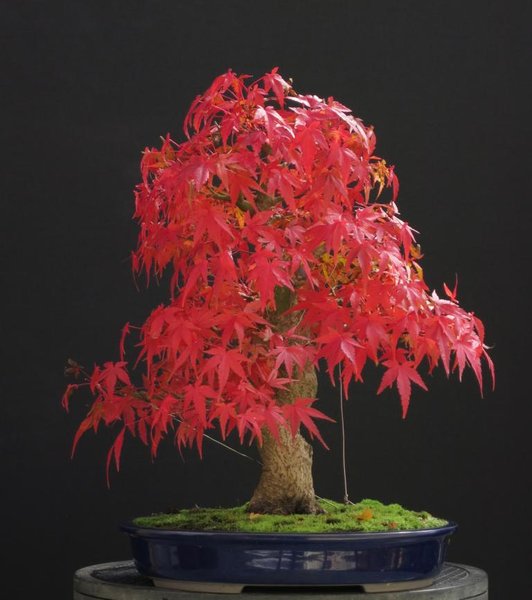 Katsura 2016.JPG