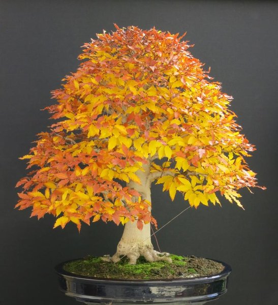 Fagus Crenata.JPG
