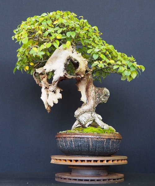 Baum70.jpg