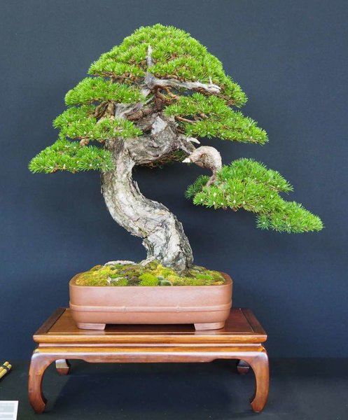 Baum73.jpg