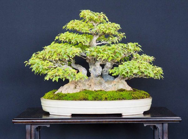 Baum74.jpg