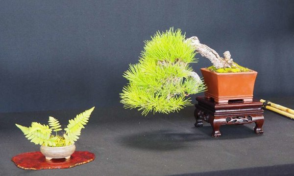 Baum75.jpg