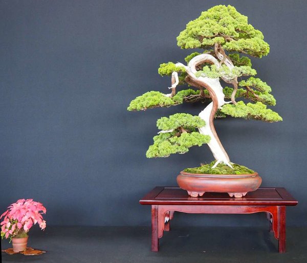 Baum77.jpg