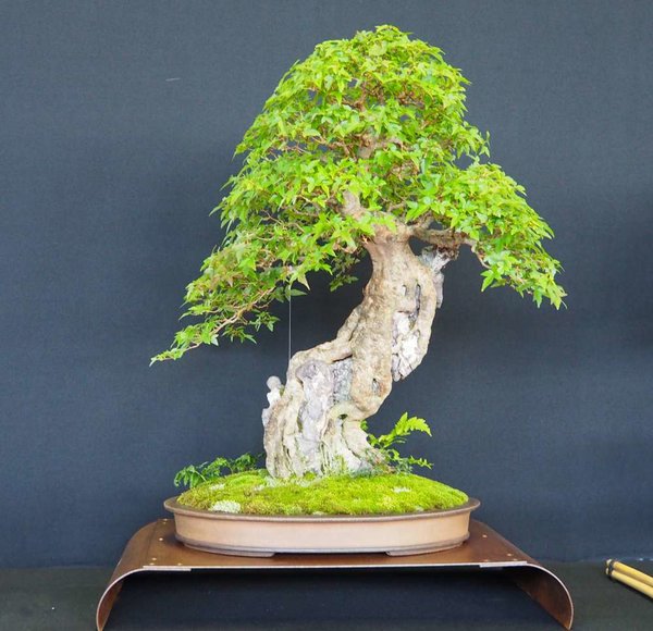 Baum80.jpg