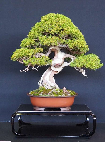 Baum79.jpg