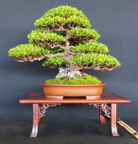 Baum82.jpg