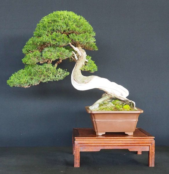 Baum83.jpg