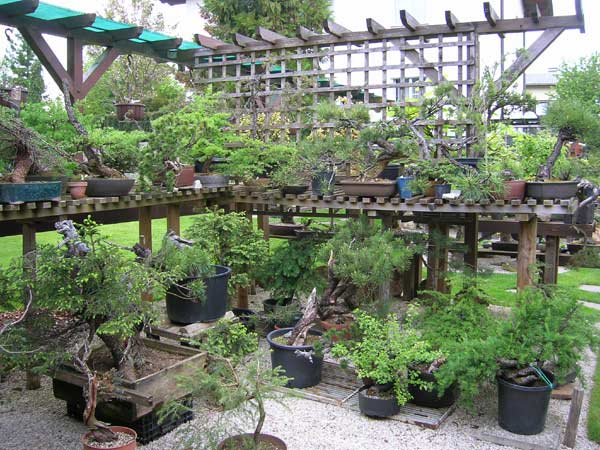 0515200617Bonsaigarten.jpg