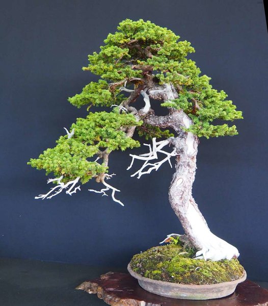 Baum88.jpg