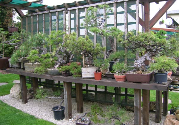 0515200612Bonsaigarten.jpg
