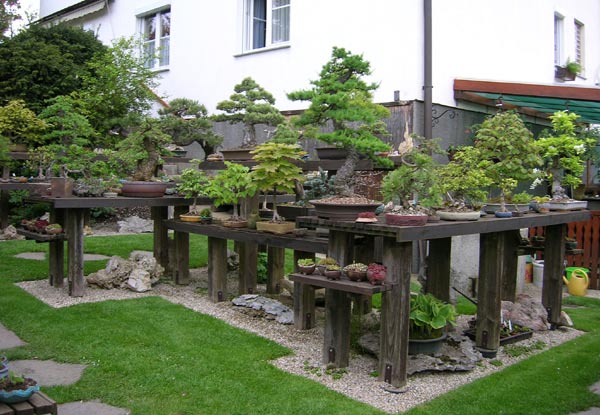 0515200610Bonsaigarten.jpg