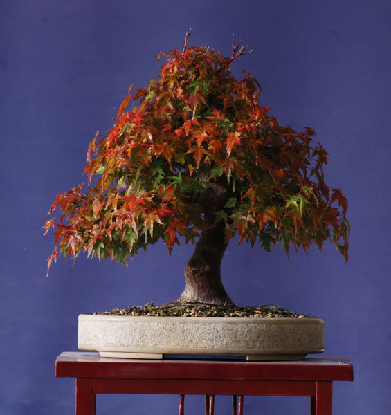 Acer1016A.jpg