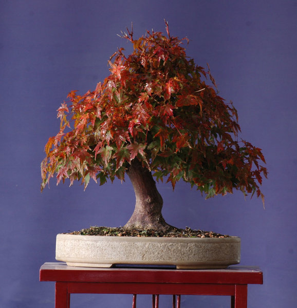 Acer1016B.jpg