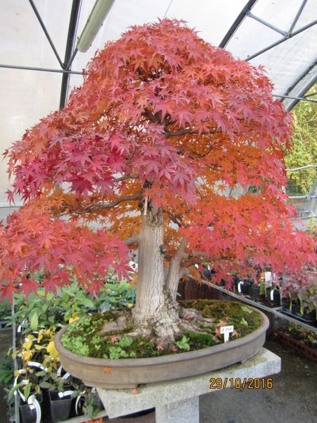 Acer