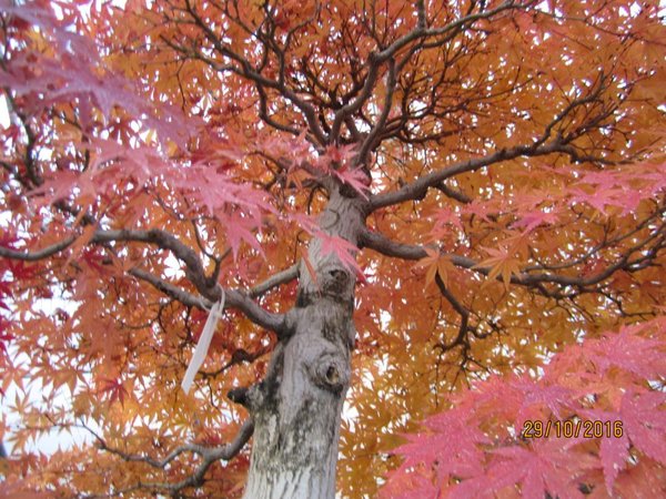Acer Detail