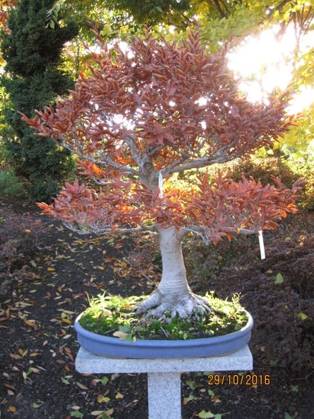 Fagus