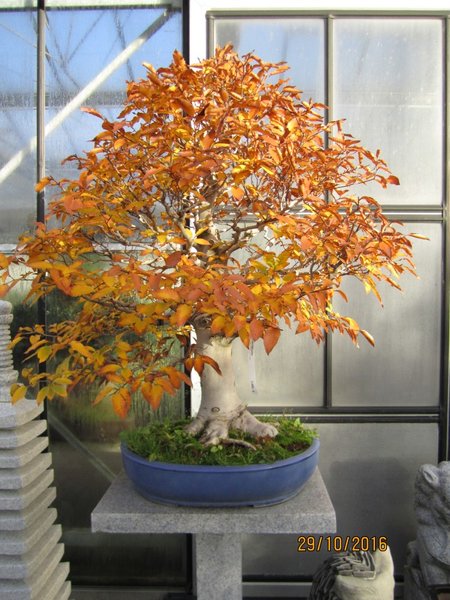 Fagus2