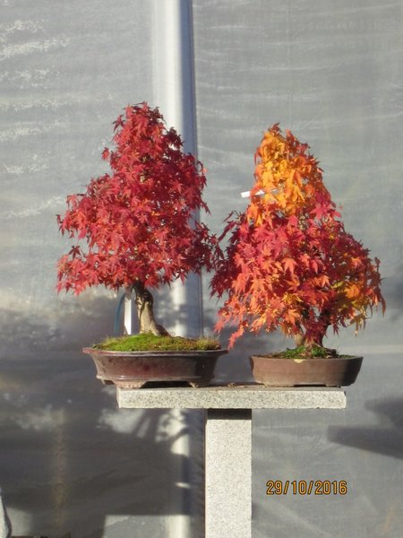 Herbst2