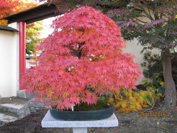 Herbst3